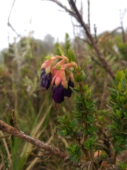 Brachyotum strigosum