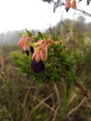 Brachyotum strigosum