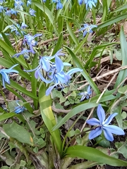 Scilla siberica