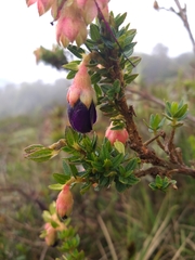 Brachyotum strigosum