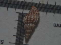 Cyrillia linearis