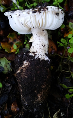 Leucoagaricus amanitoides