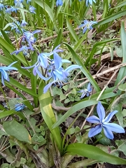 Scilla siberica