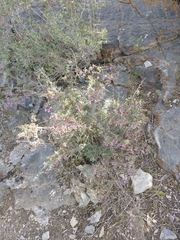 Symphoricarpos longiflorus