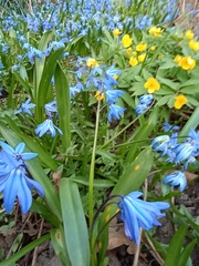 Scilla siberica