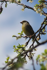 Chloris