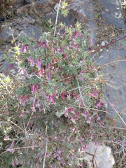 Symphoricarpos longiflorus