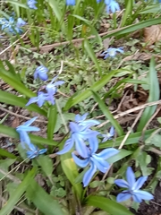 Scilla siberica