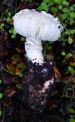 Leucoagaricus amanitoides