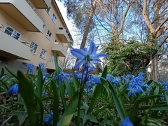 Scilla siberica