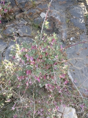 Symphoricarpos longiflorus