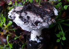 Leucoagaricus amanitoides