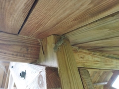 Hemidactylus mercatorius