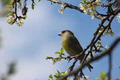 Chloris