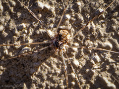 Dasylobus graniferus