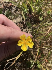 Potentilla hickmanii