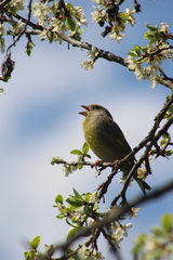 Chloris