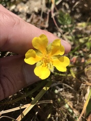 Potentilla hickmanii