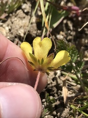 Potentilla hickmanii