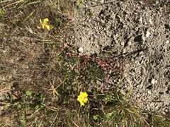 Potentilla hickmanii