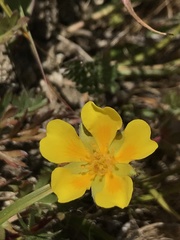 Potentilla hickmanii