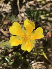 Potentilla hickmanii