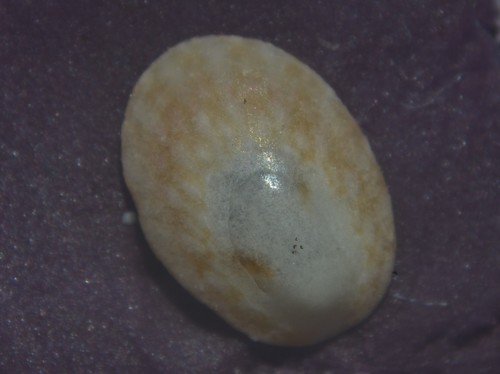 White Tortoiseshell Limpet