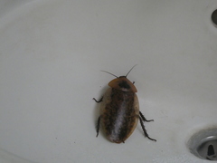 Archimandrita tessellata