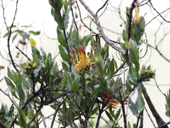 Tristerix longibracteatus