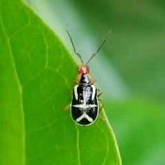 Metrobrotica geometrica