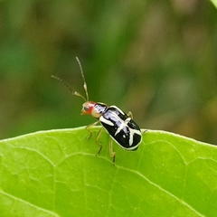 Metrobrotica geometrica