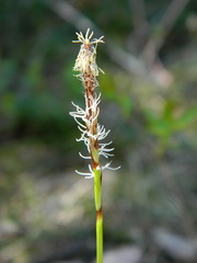 Carex concinnoides