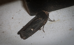 Proteuxoa testaceicollis