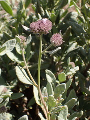 Eriodictyon traskiae