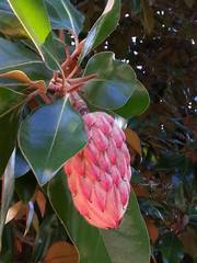 Magnolia grandiflora