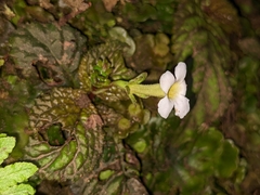 Gesnerieae