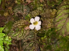 Gesnerieae