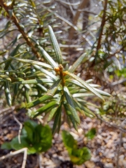 Taxus canadensis