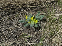 Astragalus exscapus