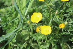 Ranunculus bulbosus