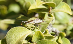 Mirperus jaculus