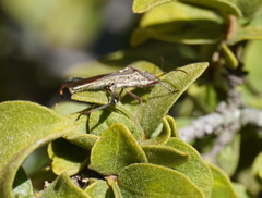 Mirperus jaculus