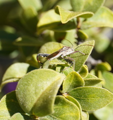 Mirperus jaculus