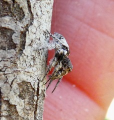Hamataliwa grisea