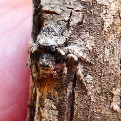 Hamataliwa grisea