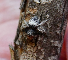 Hamataliwa grisea