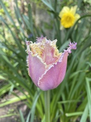 Tulipa