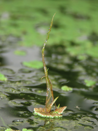 Azolla pinnata