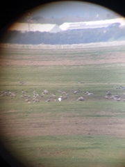 Anser caerulescens caerulescens