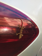 Hemidactylus mercatorius